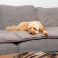 Lords and Labradors Velvet Pet Sofa Topper